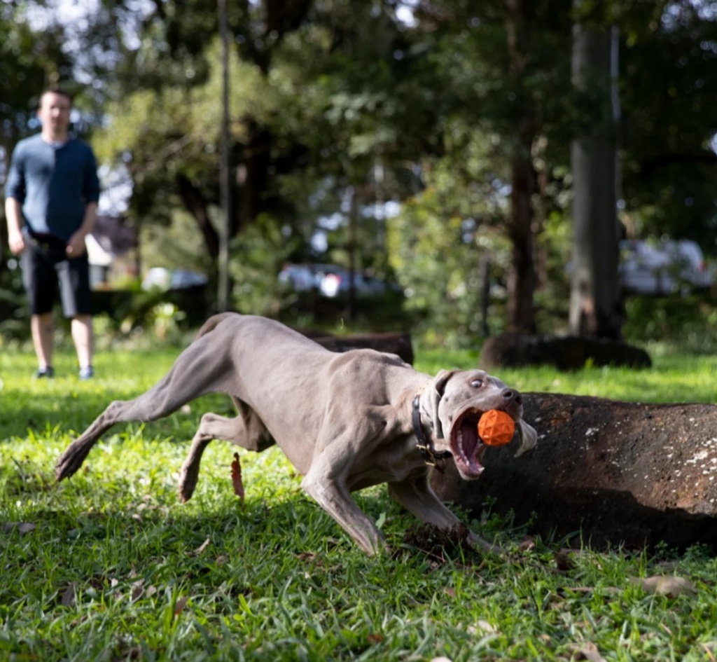 Pelota Tailwind Waboba