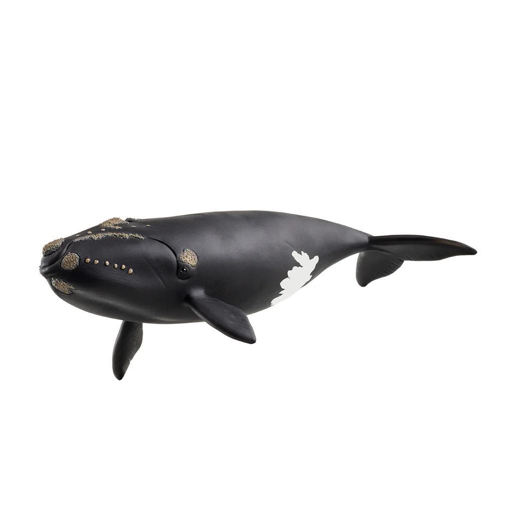 North Atlantic Right Whal Schleich
